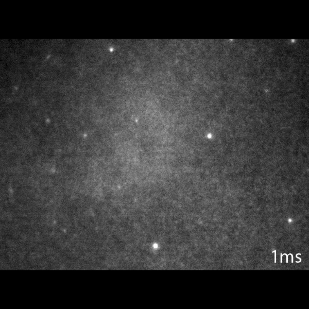 Exceptional video of the Crab pulsar (PSR B0531+21) made possible with a OVNI-M